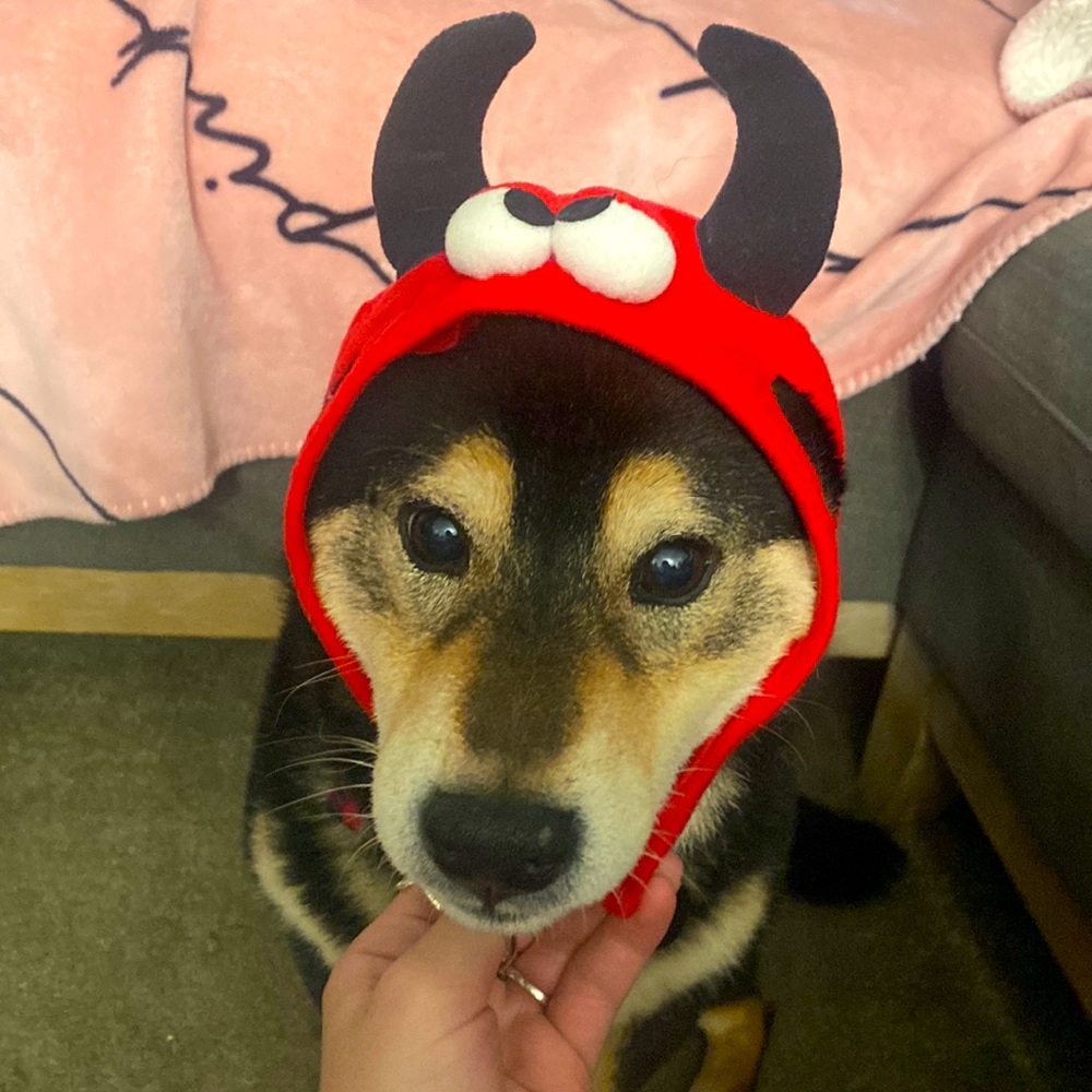 🌼 Devil Costume for dog or cat